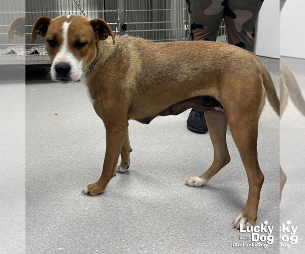 Medium Photo #3 Mutt Puppy For Sale in Washington, DC, USA