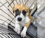 Small #2 Anatolian Shepherd