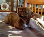 Small Photo #4 Chihuahua Puppy For Sale in CHESAPEAKE, VA, USA