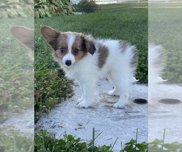 Medium Photo #5 Papillon Puppy For Sale in CANOGA, NY, USA