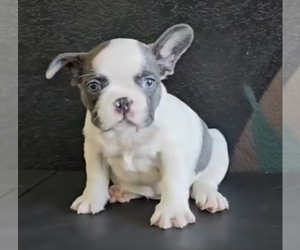 French Bulldog Puppy for sale in CHARLOTTE, NC, USA