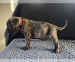 Puppy Red brindle Presa Canario