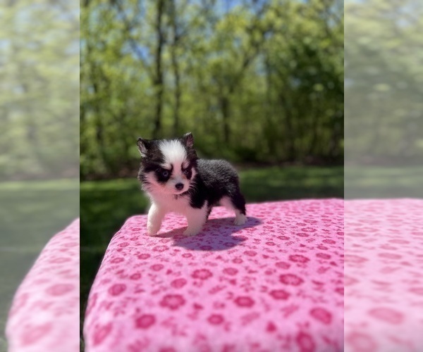Medium Photo #3 Pomsky Puppy For Sale in DRACUT, MA, USA