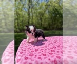 Small #2 Pomsky