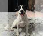 Small #1 Labrador Retriever Mix