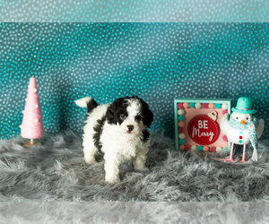 Miniature Bernedoodle-Poodle (Miniature) Mix Puppy for sale in SHIPSHEWANA, IN, USA