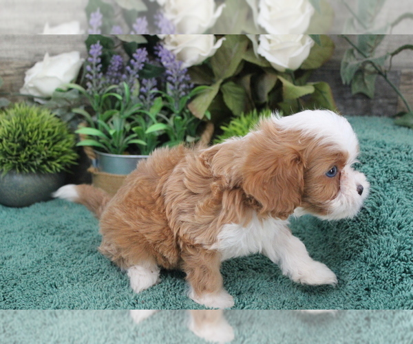 Medium Photo #8 Cavapoo (Miniature) Puppy For Sale in CARLISLE, KY, USA