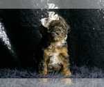 Small Photo #24 Poodle (Toy) Puppy For Sale in WARSAW, IN, USA