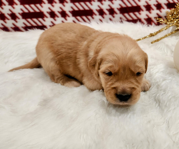 Medium Photo #2 Golden Retriever Puppy For Sale in ELMER, NJ, USA