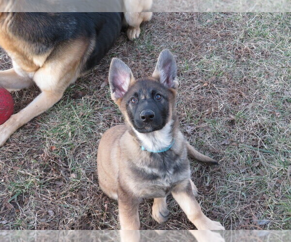 Medium Photo #4 German Shepherd Dog Puppy For Sale in NATHALIE, VA, USA
