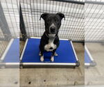 Small #7 Mutt