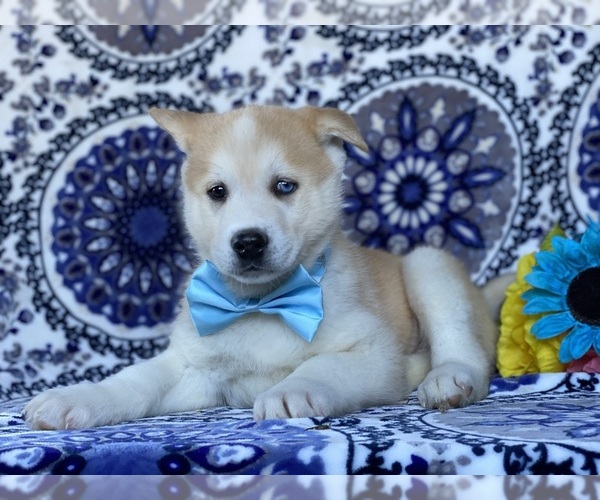 Medium Photo #2 Akita-Siberian Husky Mix Puppy For Sale in LANCASTER, PA, USA