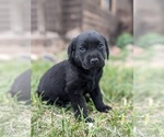 Puppy Clementine Labrador Retriever