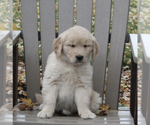 Golden Retriever Puppy for sale in FREDERICKSBURG, OH, USA