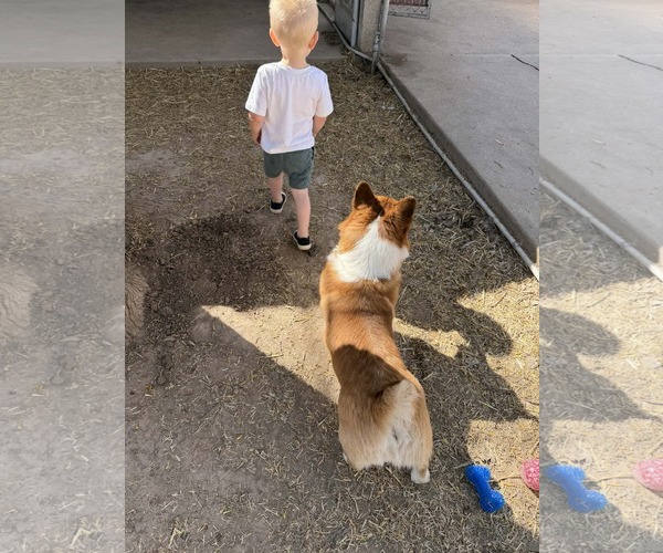 Medium Photo #7 Mutt Puppy For Sale in Sandy, UT, USA