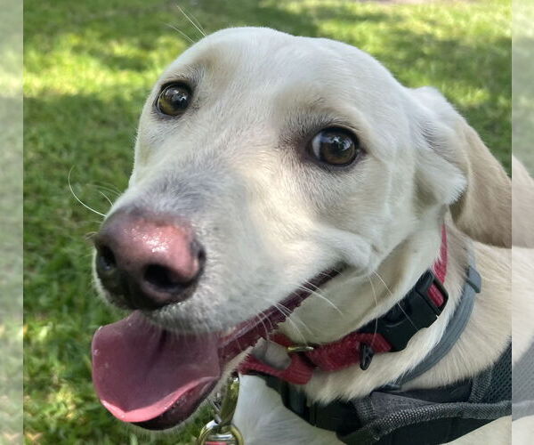 Medium Photo #1 Labrador Retriever-Unknown Mix Puppy For Sale in The Woodlands, TX, USA
