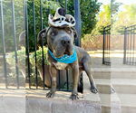 Small #2 American Pit Bull Terrier-Chinese Shar-Pei Mix