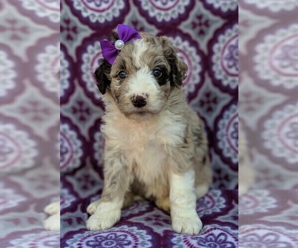 Medium Photo #1 Aussiedoodle Puppy For Sale in LANCASTER, PA, USA