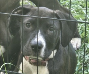American Pit Bull Terrier Puppy for sale in BAY MINETTE, AL, USA