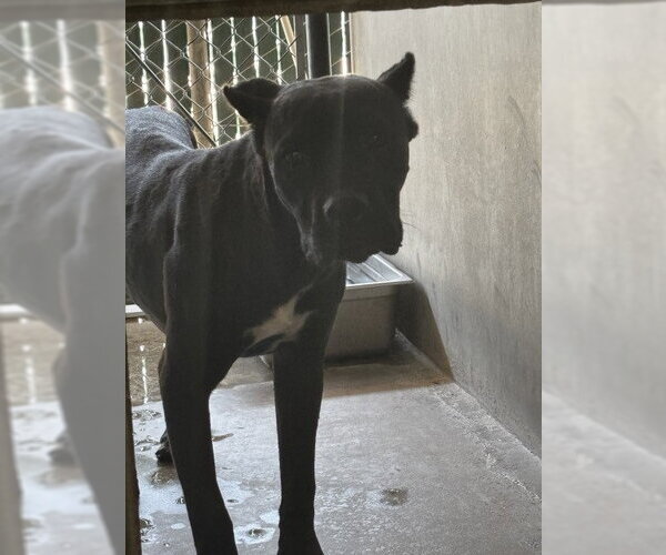 Medium Photo #1 Mutt Puppy For Sale in San Bernardino, CA, USA