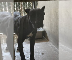 Mutt Dogs for adoption in San Bernardino, CA, USA