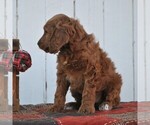 Small Photo #8 Irish Doodle Puppy For Sale in GREENCASTLE, PA, USA