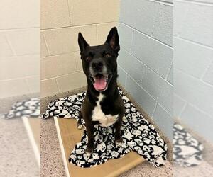 German Shepherd Dog-Unknown Mix Dogs for adoption in Brighton, CO, USA
