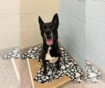 FRIEZA - Male German Shepherd Dog-Unknown Mix Dog for Adoption - Small photo