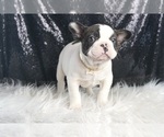 Small Photo #62 French Bulldog Puppy For Sale in WARSAW, IN, USA