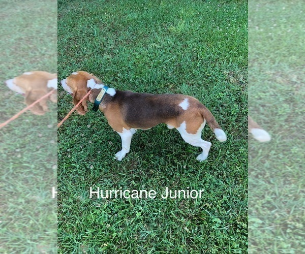 Medium Photo #1 Beagle Puppy For Sale in NATHALIE, VA, USA