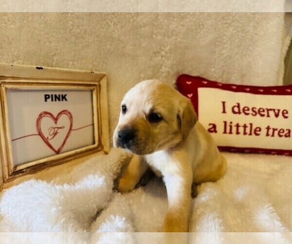 Medium Photo #1 Labrador Retriever Puppy For Sale in MAYSVILLE, GA, USA