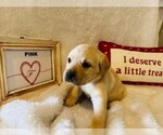 Small Labrador Retriever