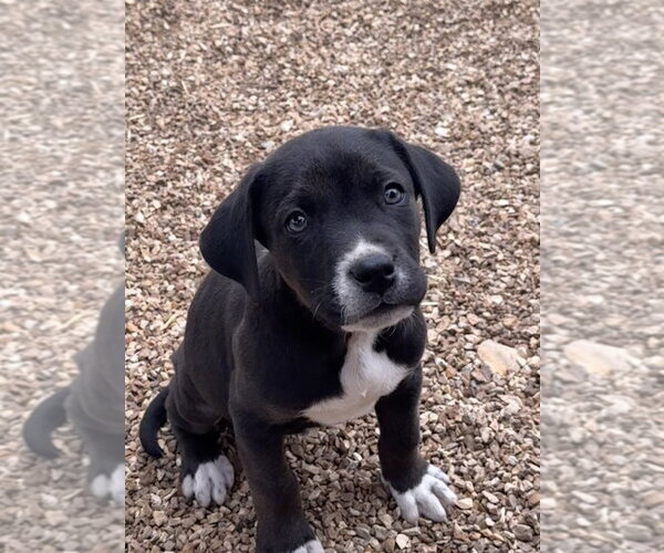 Medium Photo #1 Boxador Puppy For Sale in Bolivar, MO, USA