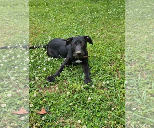 Medium Photo #1 Labrador Retriever-Unknown Mix Puppy For Sale in Sheboygan, WI, USA