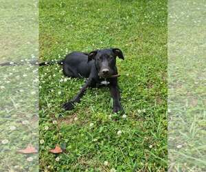 Labrador Retriever-Unknown Mix Dogs for adoption in Sheboygan, WI, USA