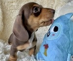 Small Photo #2 Dachshund Puppy For Sale in WEBSTER, FL, USA