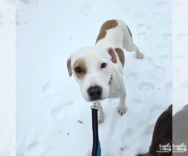 Medium Photo #10 Labrador Retriever-Unknown Mix Puppy For Sale in Washington, DC, USA