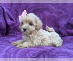 Small Photo #4 Maltipoo Puppy For Sale in LINCOLN UNIV, PA, USA
