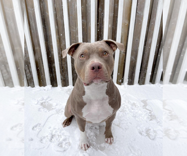 Medium Photo #1 American Bully Puppy For Sale in SMYRNA, GA, USA