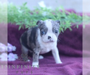 Boston Terrier Puppy for sale in PORT ROYAL, PA, USA