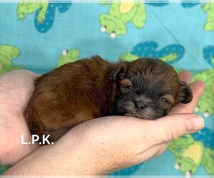 ShihPoo Puppy for sale in WINNSBORO, LA, USA