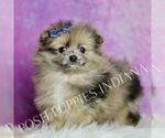 Small Photo #40 Pomeranian Puppy For Sale in WARSAW, IN, USA