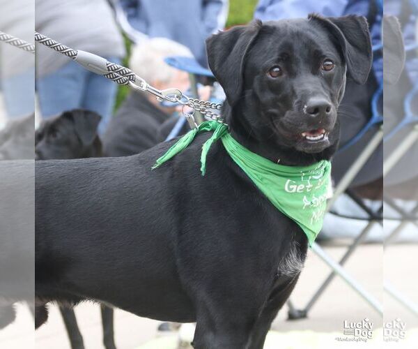 Medium Photo #4 Labrador Retriever-Unknown Mix Puppy For Sale in Washington, DC, USA