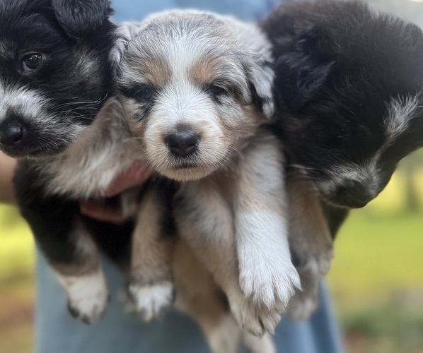 Medium Photo #2 Australian Shepherd Puppy For Sale in SENECA, SC, USA
