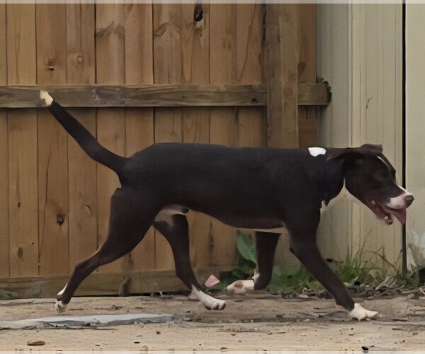 Medium Photo #2 Mutt Puppy For Sale in Jackson, MS, USA