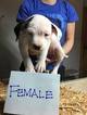 Small Photo #1 American Bulldog Puppy For Sale in OLYMPIA, WA, USA