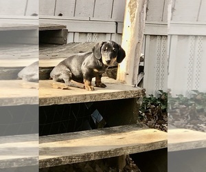 Dachshund Puppy for sale in BENNINGTON, OK, USA