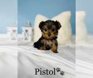 Yorkshire Terrier Puppy for sale in COOKEVILLE, TN, USA