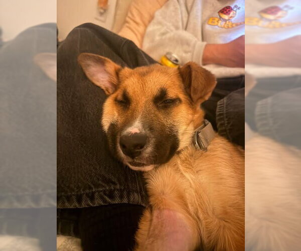 Medium Photo #7 German Shepherd Dog-Unknown Mix Puppy For Sale in Holly Springs, NC, USA