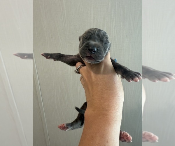 Medium Photo #41 Great Dane Puppy For Sale in HALLETTSVILLE, TX, USA